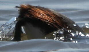 Black-necked Grebe