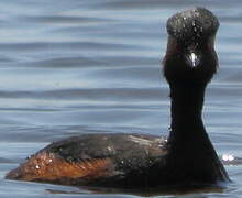 Black-necked Grebe