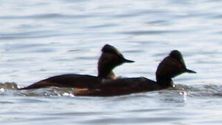 Black-necked Grebe