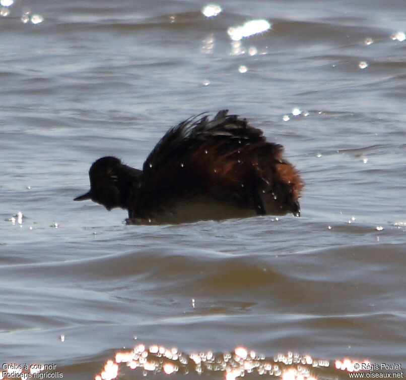 Black-necked Grebe, Behaviour