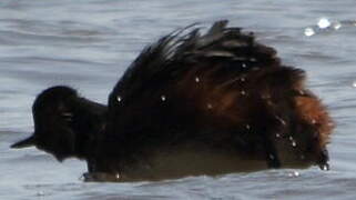 Black-necked Grebe