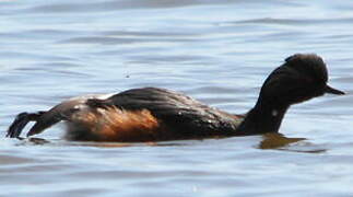 Black-necked Grebe