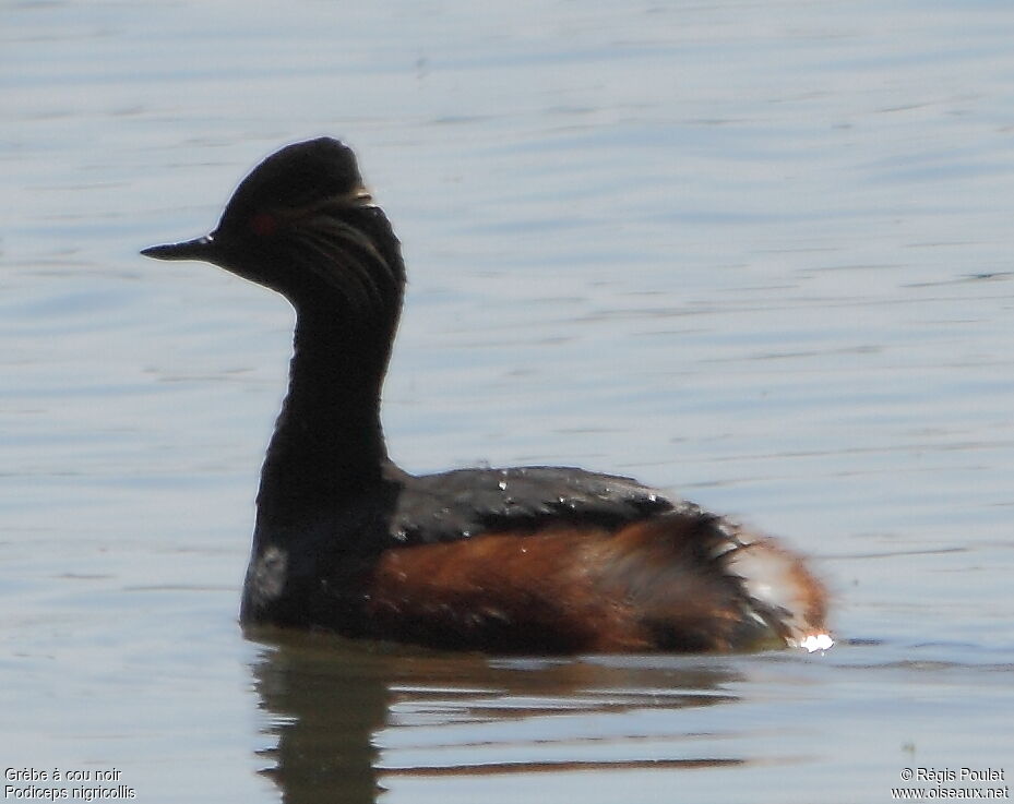 Black-necked Grebeadult