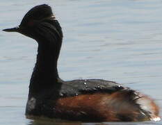 Black-necked Grebe