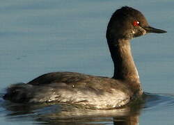 Black-necked Grebe