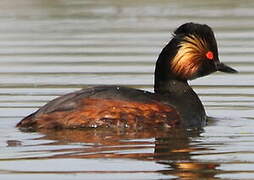 Black-necked Grebe