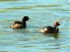 Little Grebe