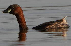 Little Grebe