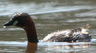 Little Grebe