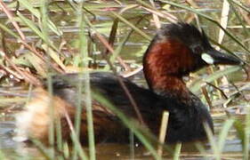 Little Grebe