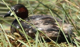 Little Grebe