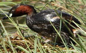 Little Grebe