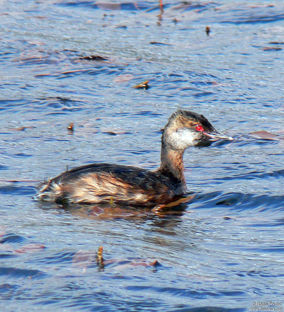 Horned Grebeadult post breeding