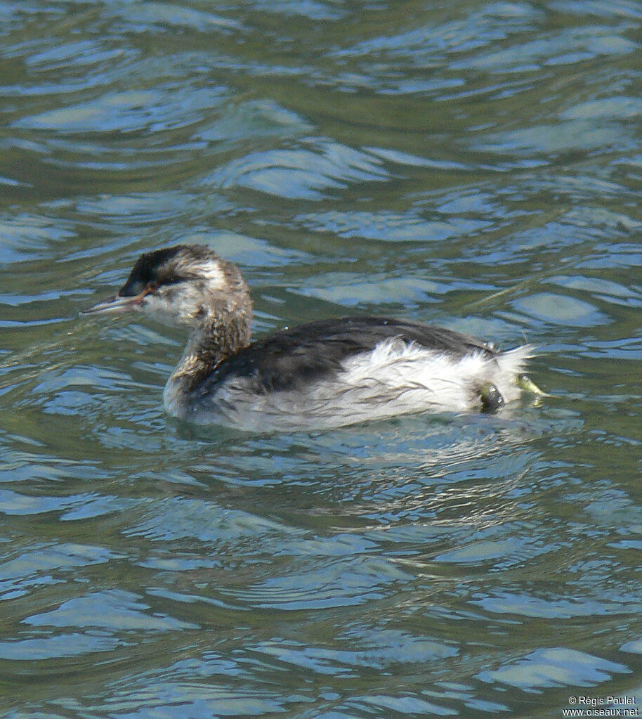 Horned Grebejuvenile