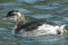 Horned Grebe