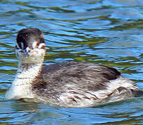 Horned Grebe