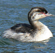 Horned Grebe