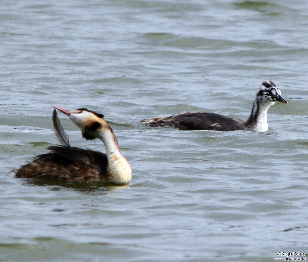 Great Crested Grebe, Behaviour