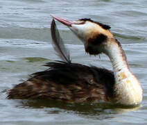 Great Crested Grebe