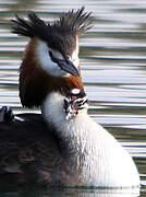 Great Crested Grebe