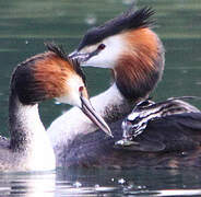 Great Crested Grebe