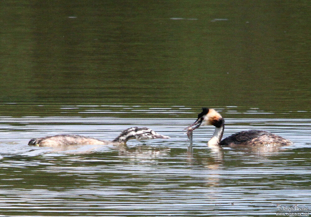 Great Crested Grebe, feeding habits, Behaviour