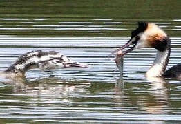 Great Crested Grebe