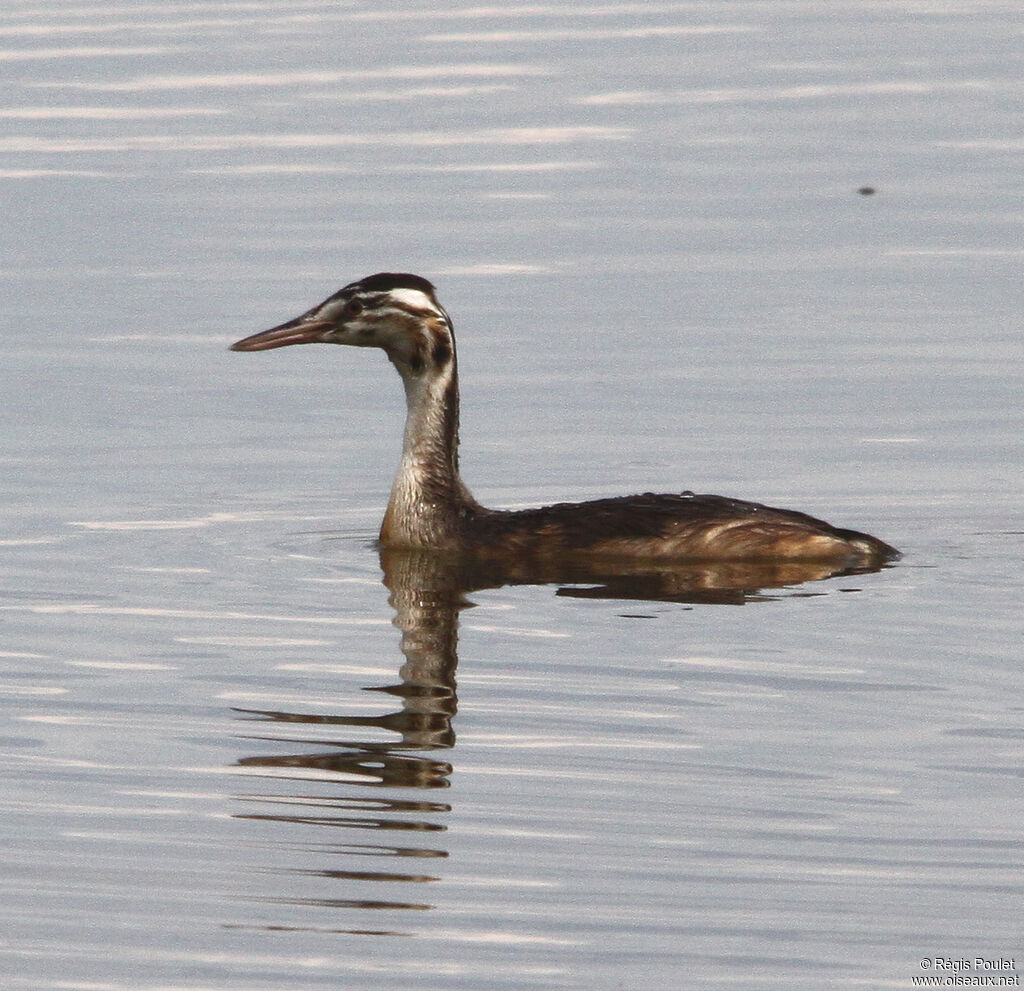 Great Crested Grebeimmature, identification