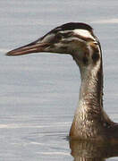 Great Crested Grebe