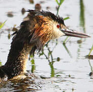 Great Crested Grebe