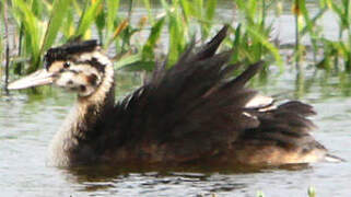 Great Crested Grebe