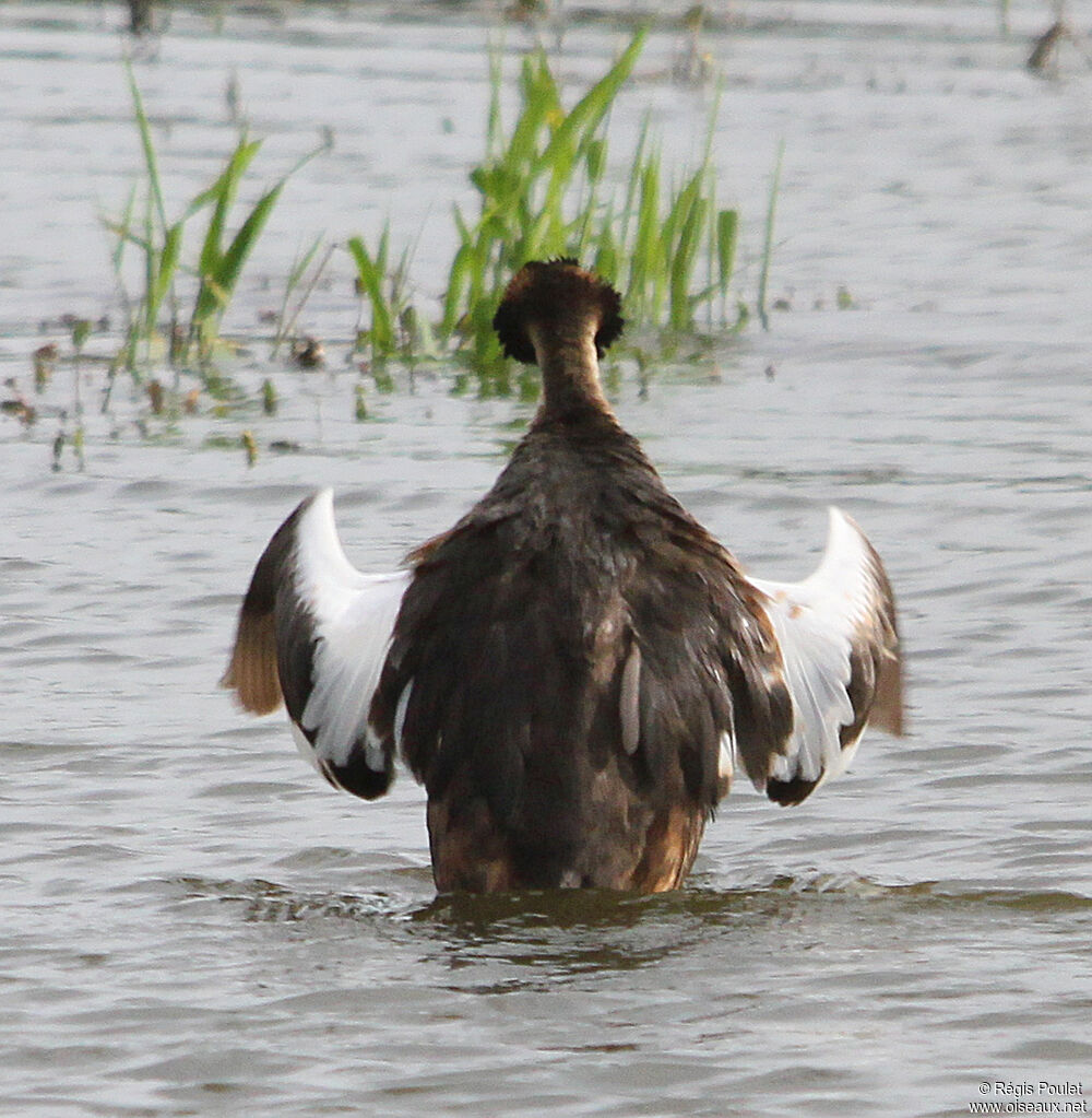 Great Crested Grebeadult, Behaviour