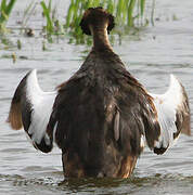 Great Crested Grebe