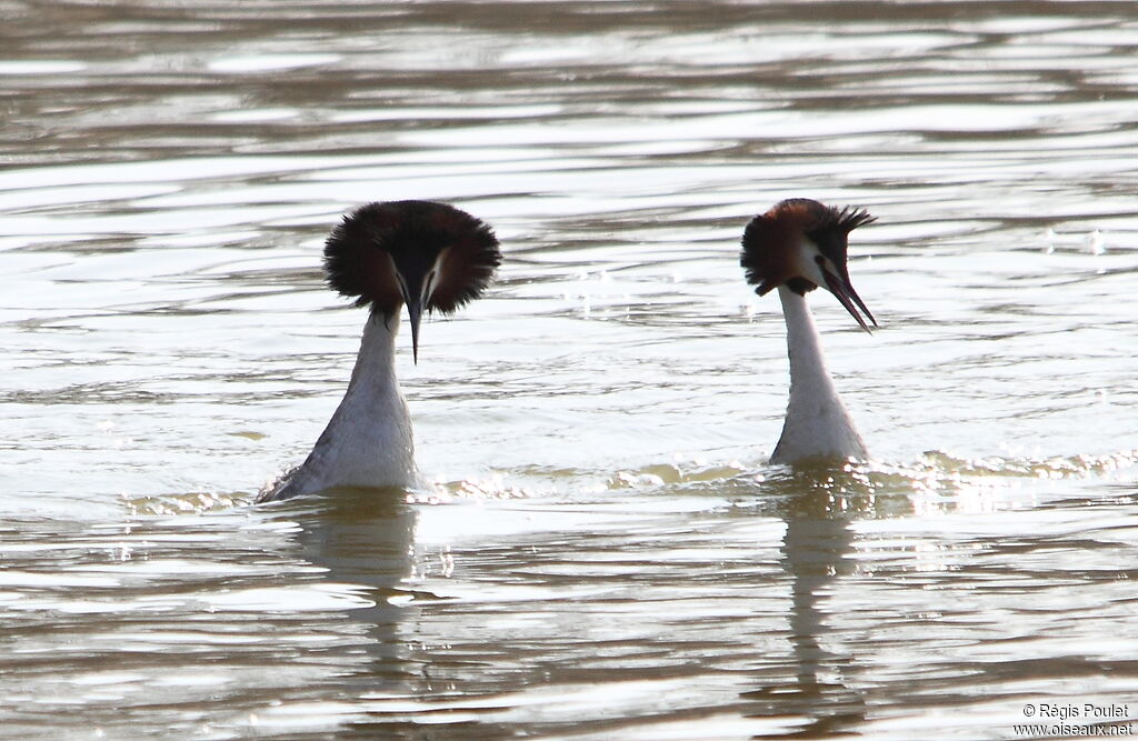 Great Crested Grebe adult breeding, Behaviour