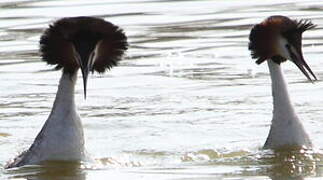 Great Crested Grebe