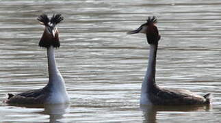 Great Crested Grebe