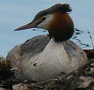 Great Crested Grebe