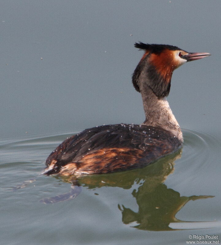 Great Crested Grebeadult