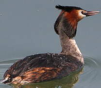 Great Crested Grebe