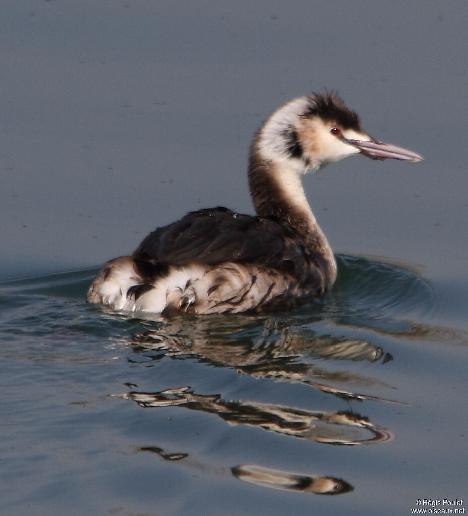 Great Crested Grebeimmature, Reproduction-nesting