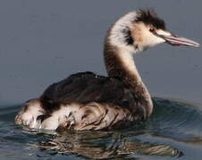 Great Crested Grebe