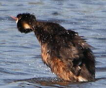 Great Crested Grebe