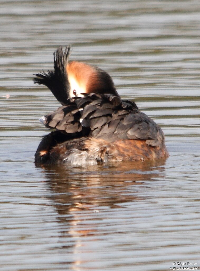 Great Crested Grebeadult, Behaviour