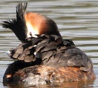 Great Crested Grebe