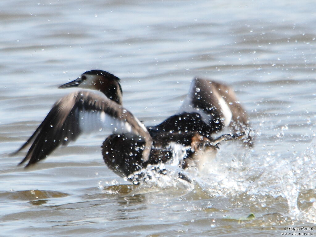 Great Crested Grebe, Behaviour