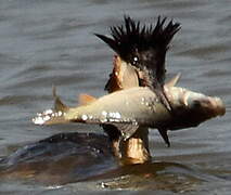 Great Crested Grebe