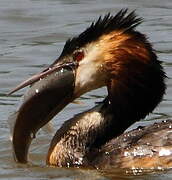 Great Crested Grebe