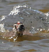 Great Crested Grebe