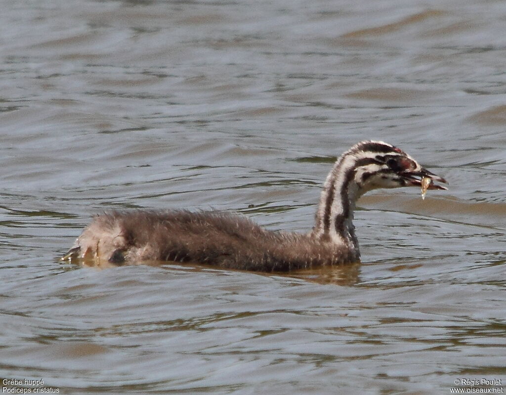 Great Crested Grebejuvenile, feeding habits