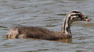 Great Crested Grebe